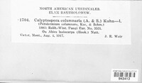 Calyptospora columnaris image